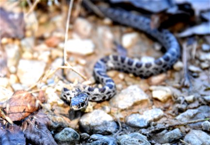 Snake