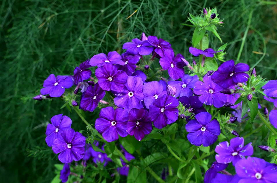 beautiful flowers grow in the garden photo