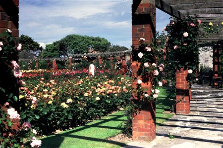 Southsea Rose Gardens 1984 photo