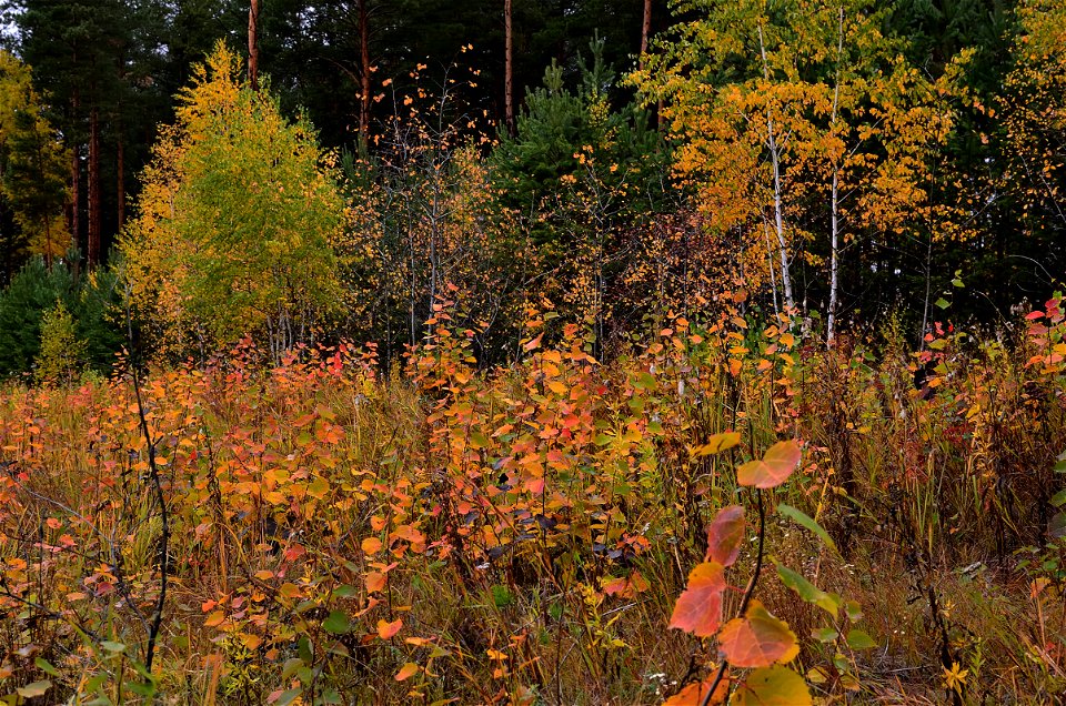 autumn forest after rain photo