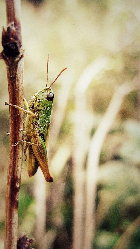 Nature insect macro