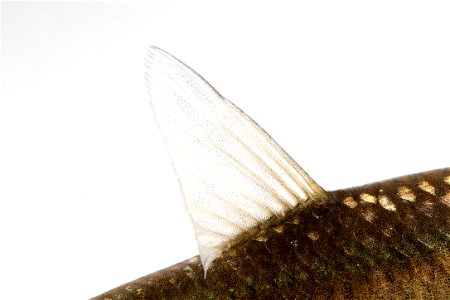 Dorsal Fin of Juvenile Black Carp