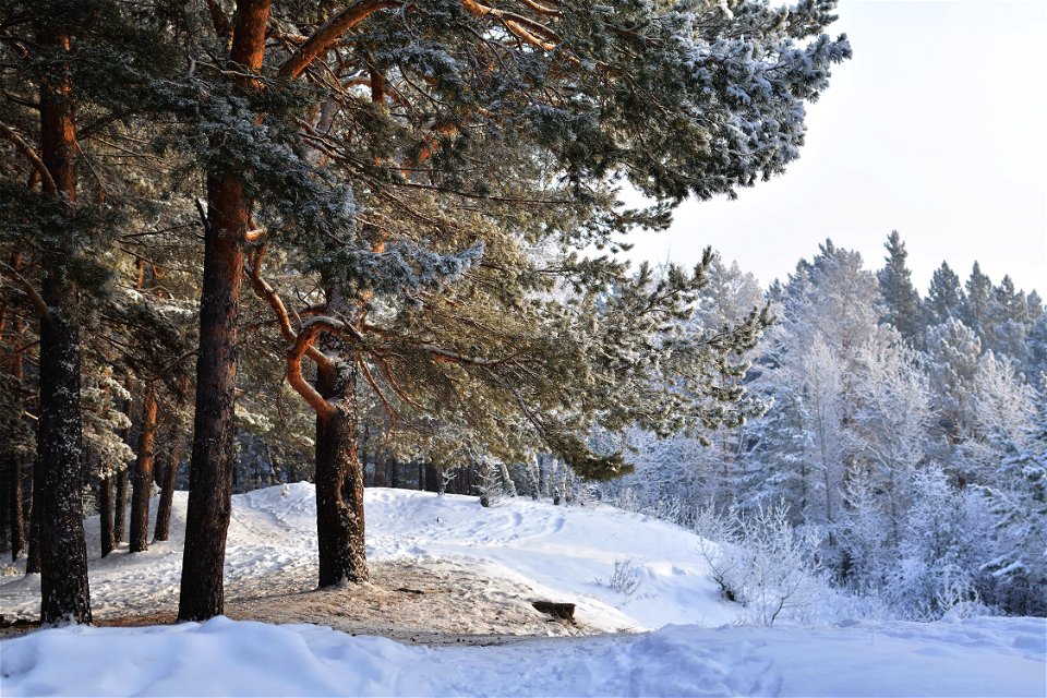 snow-covered pine forest