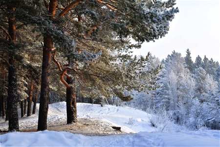 snow-covered pine forest photo