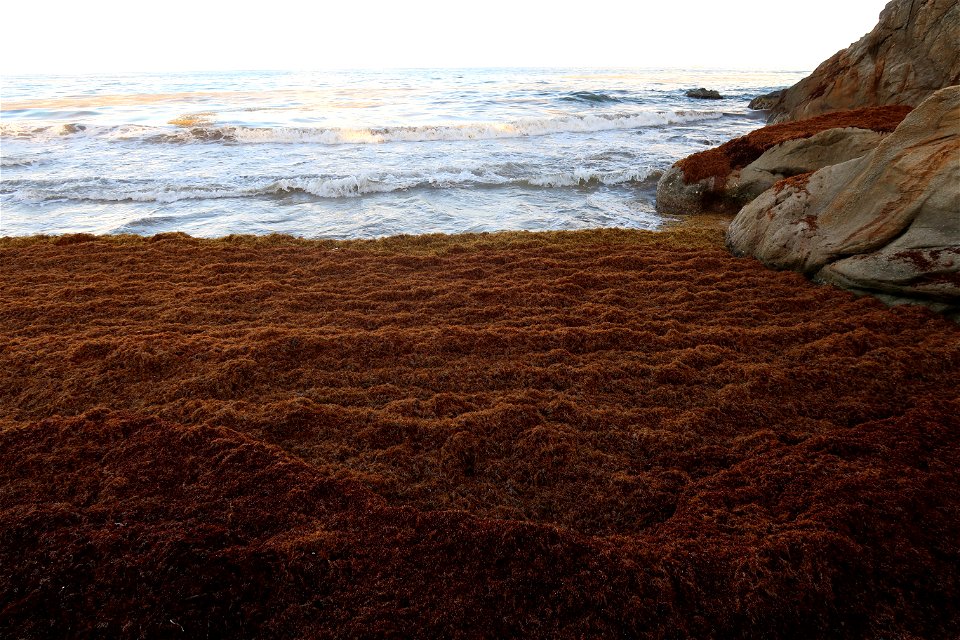 Punta Tuna Beach Sargassum Close Up