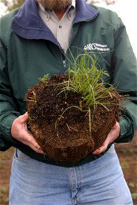 Ground litter soil sample with grass