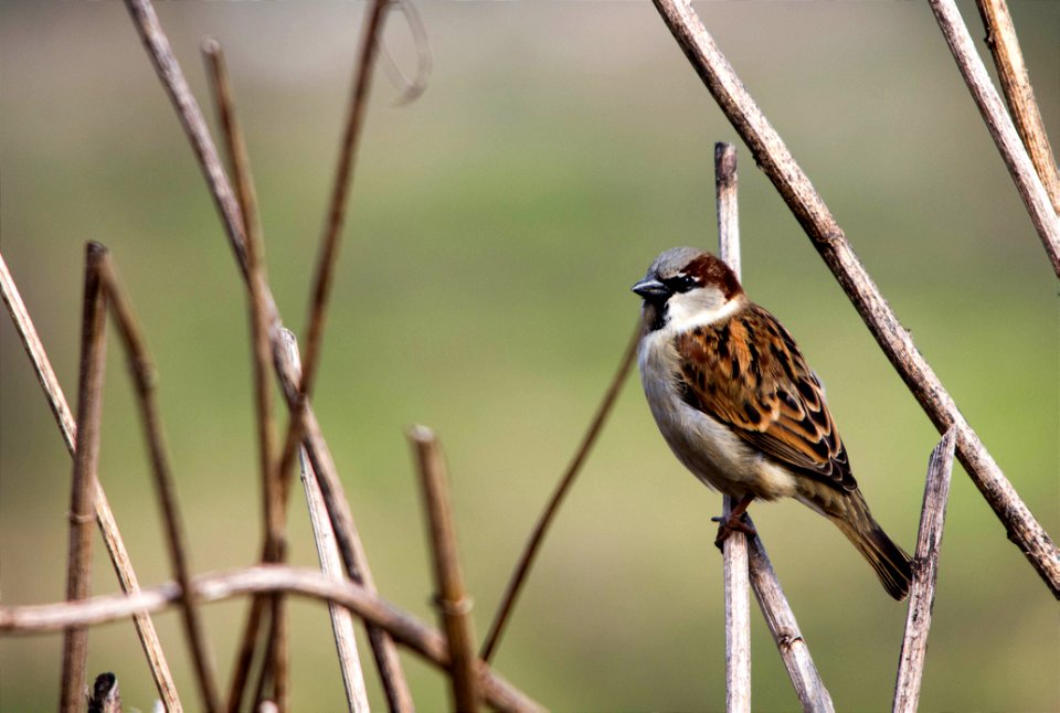 Moineau domestique