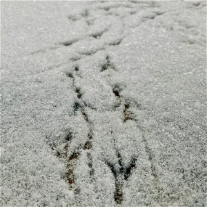 Bird tracks in the spring snow