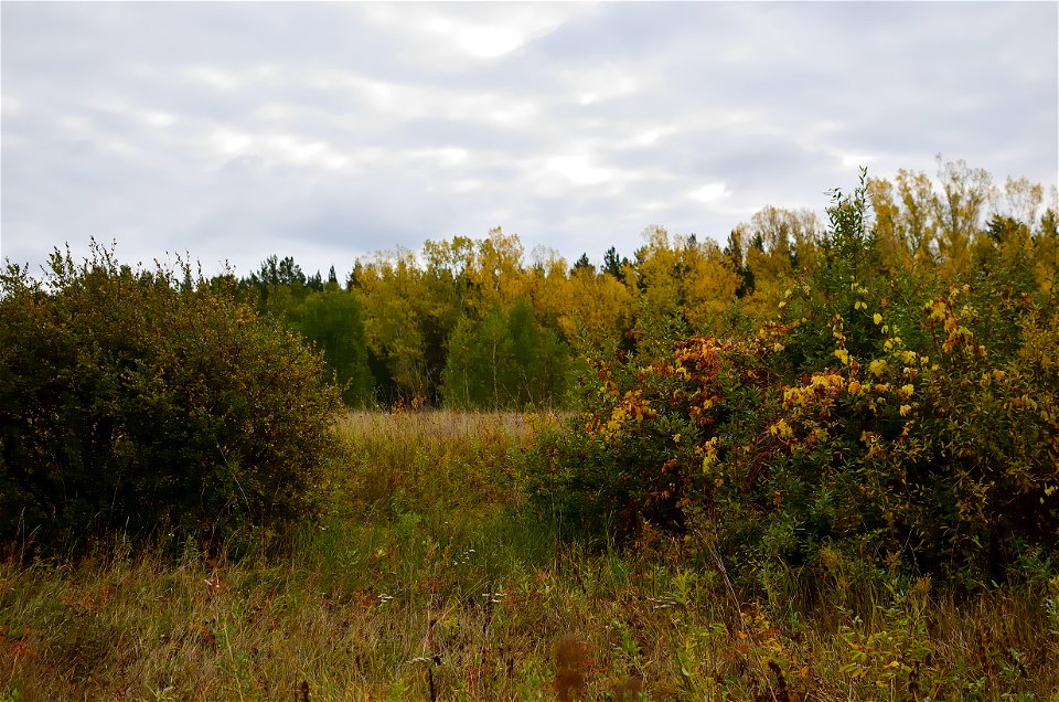 autumn forest by the river