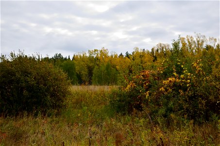 autumn forest by the river photo