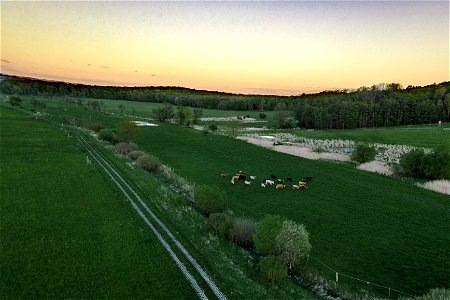 Weidelandschaft Bischofsaue mit Heckrindern und Konikpferden photo