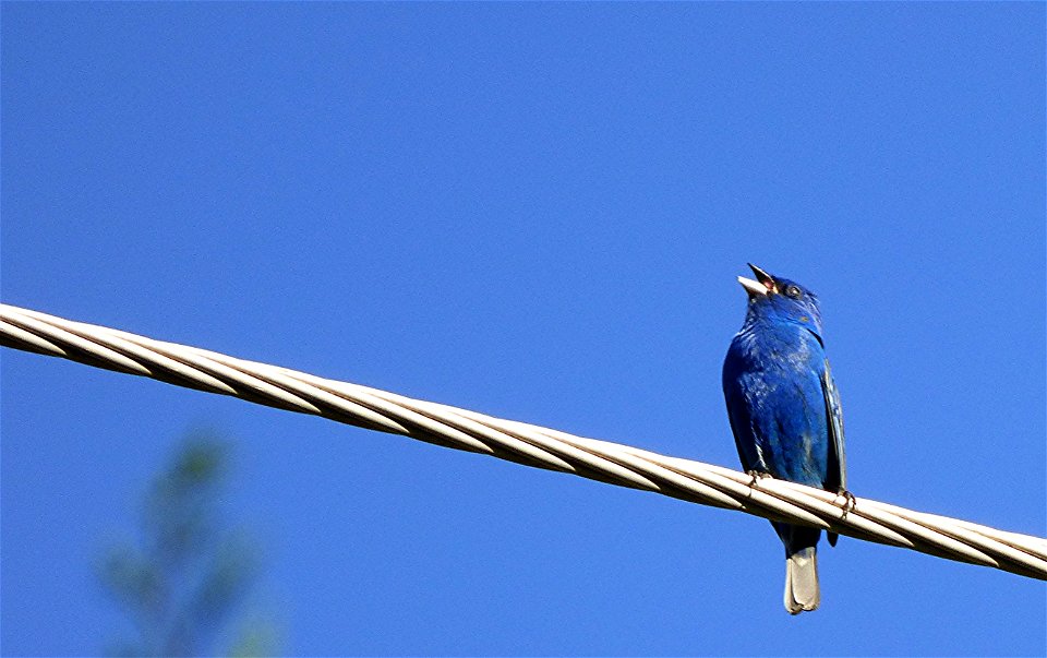 Brilliant Blue Indigo Bunting singing photo