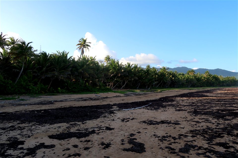 Punta Tuna Beach Trees