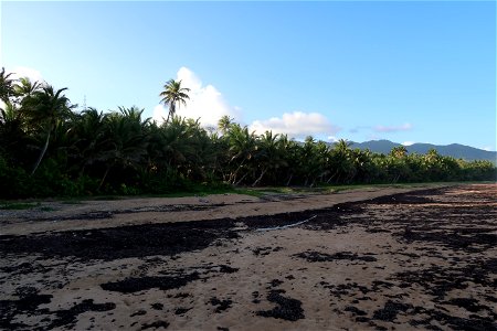 Punta Tuna Beach Trees
