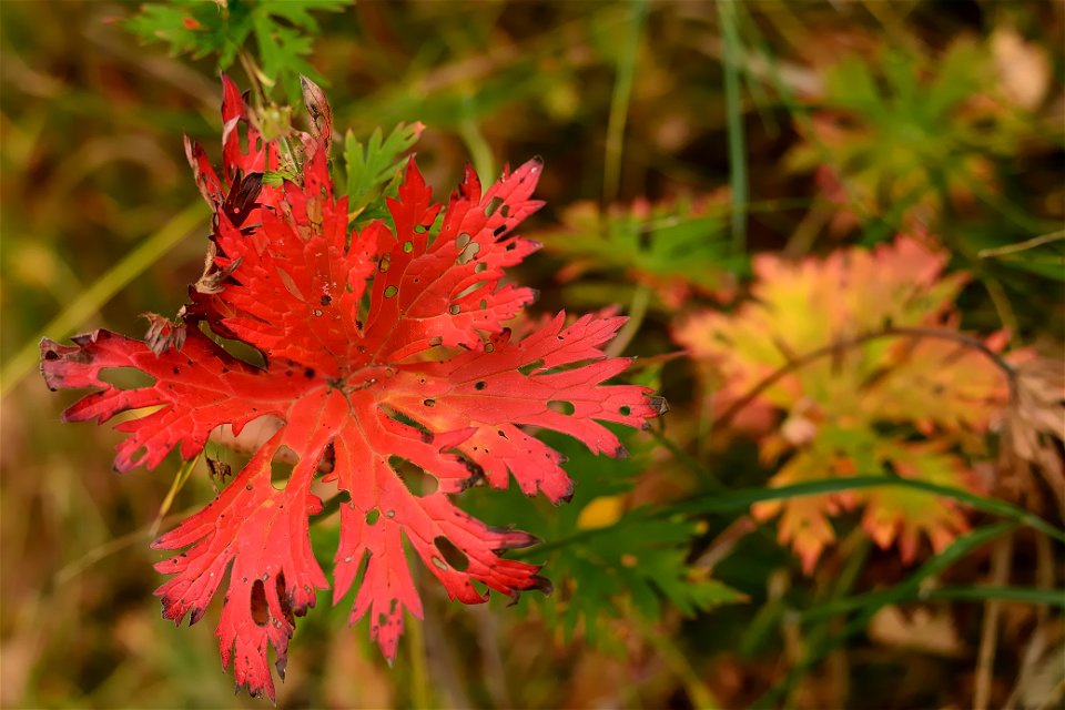 autumn forest by the river