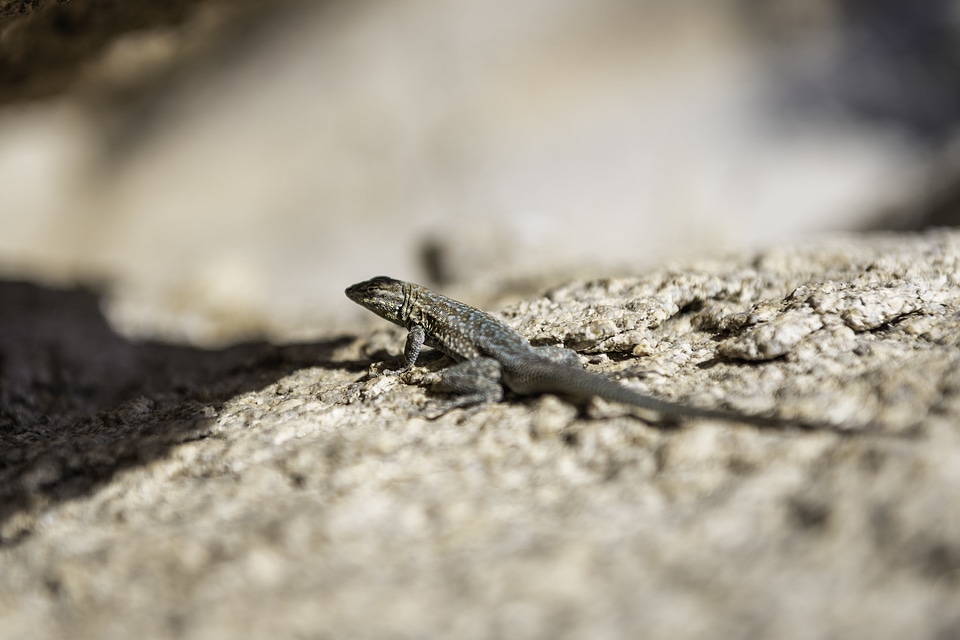 Side blotched lizard