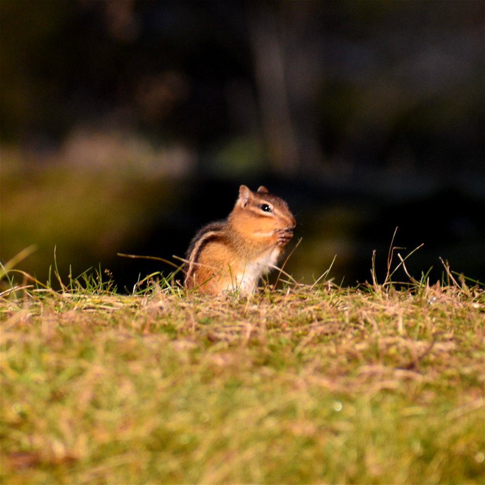 Eastern Chipmunk (Tamias striatus)