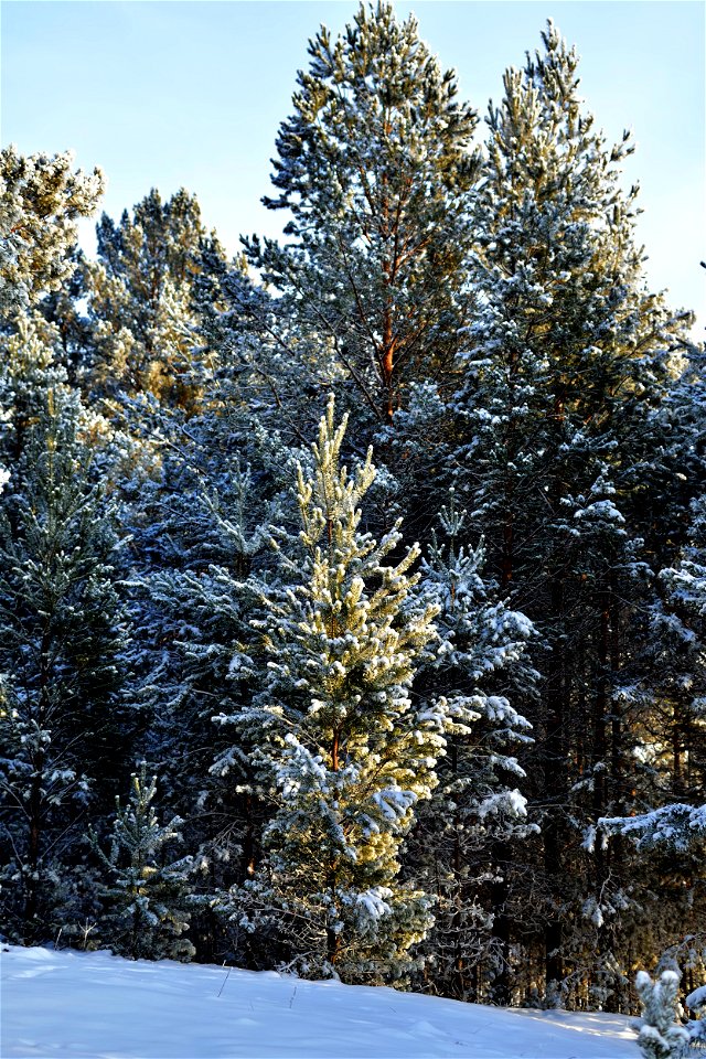 the pine forest was covered with fluffy snow photo