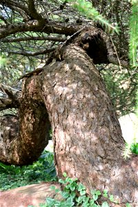 Conifers of Allen Centennial 2