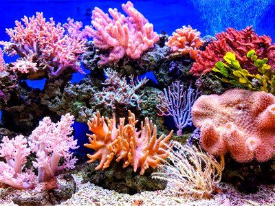 Coral Reef photo