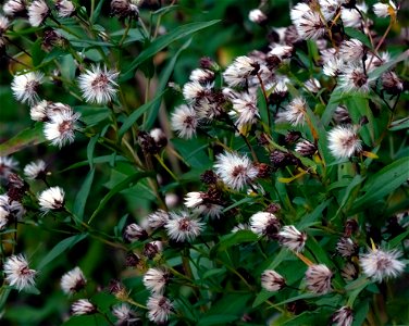 Erigeron acris photo