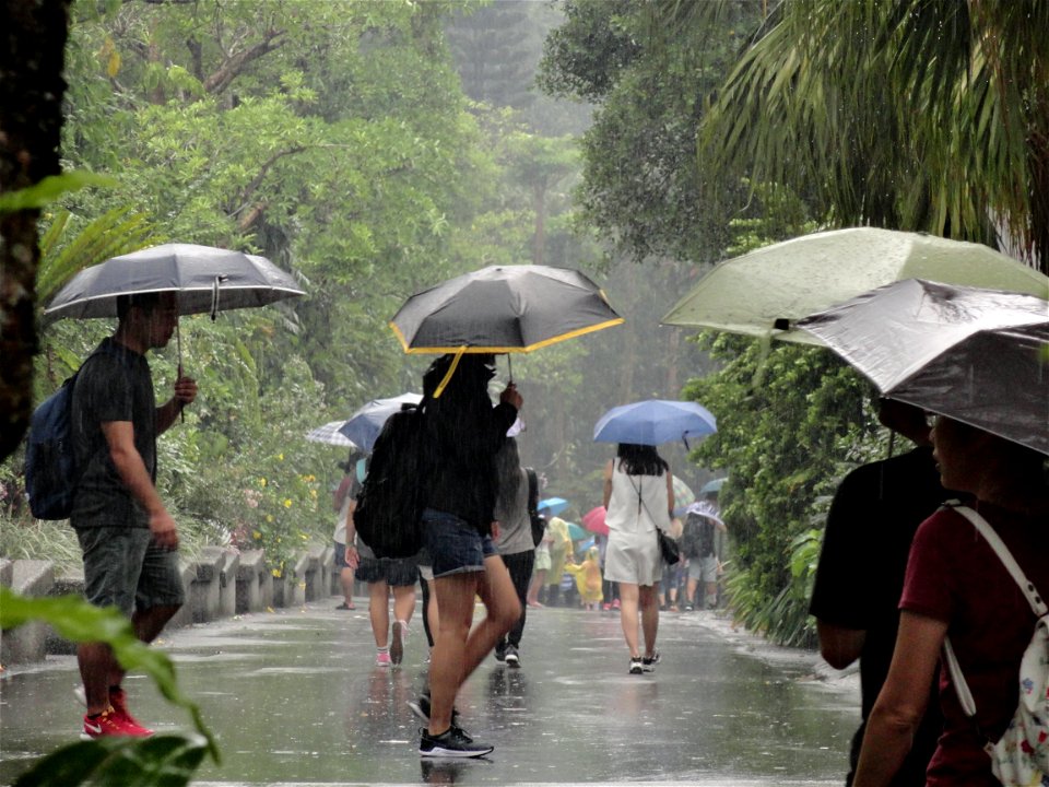 Downpour Taipei Zoo