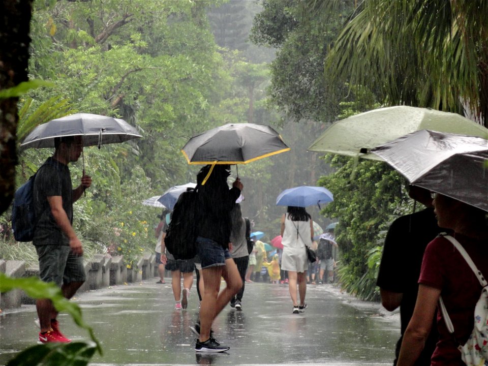 Downpour Taipei Zoo photo