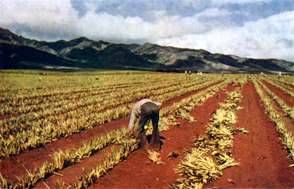 Planting Pineapples,