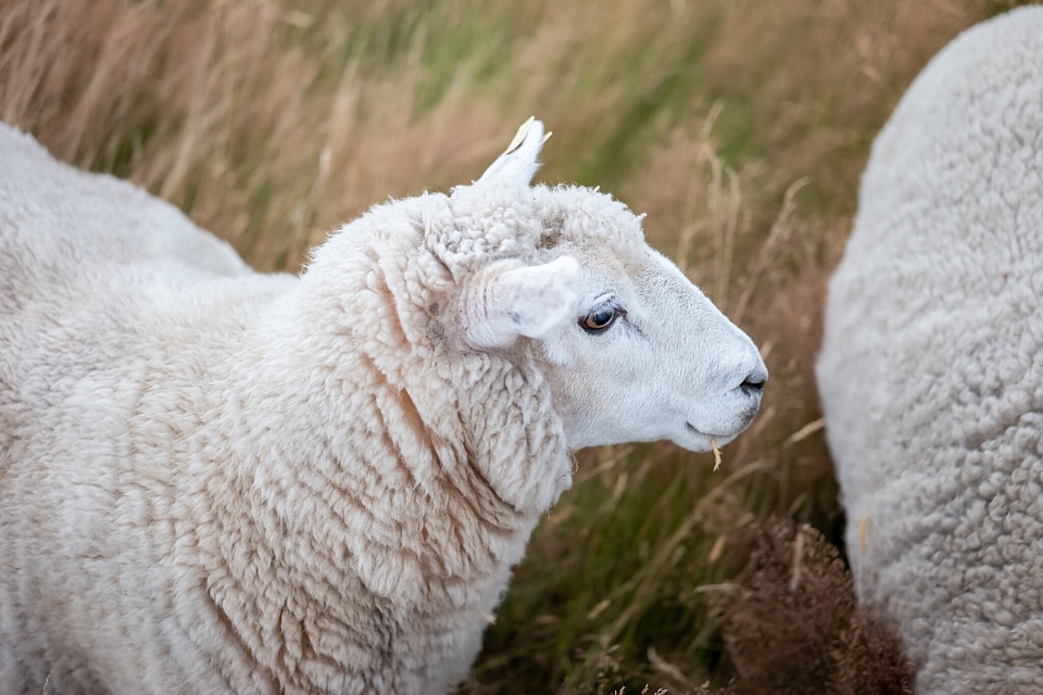 Flock of Staring Sheep