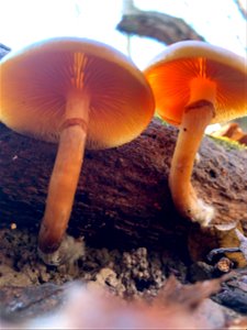 Funeral Bell (Galerina marginata)