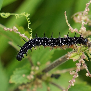 Thorny nokkosperhosen larval nymphalis urticae