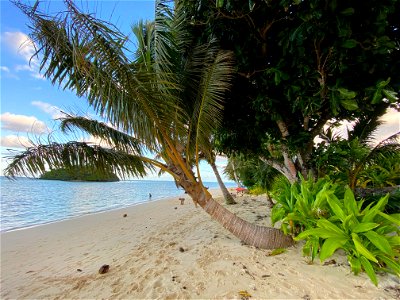 Palm trees on beach Rarotonga photo