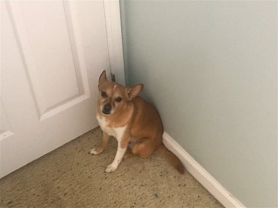Mellow Chihuahua Dog in Corner