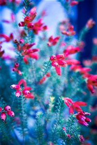 花たち