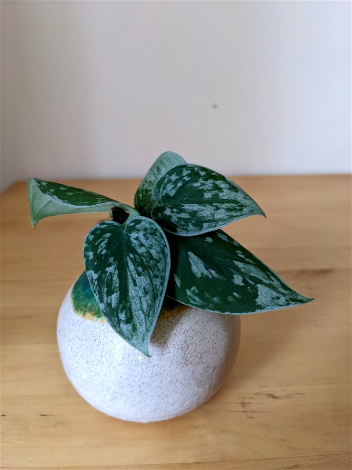 Scindapsus pictus (satin pothos) short rooted cuttings