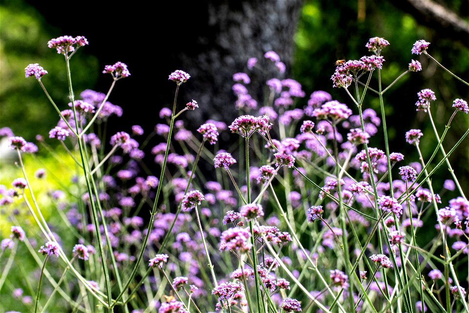VILLA SOLATIA -BOTANICAL PROJECT