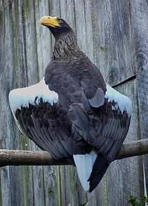 Bird fly wings