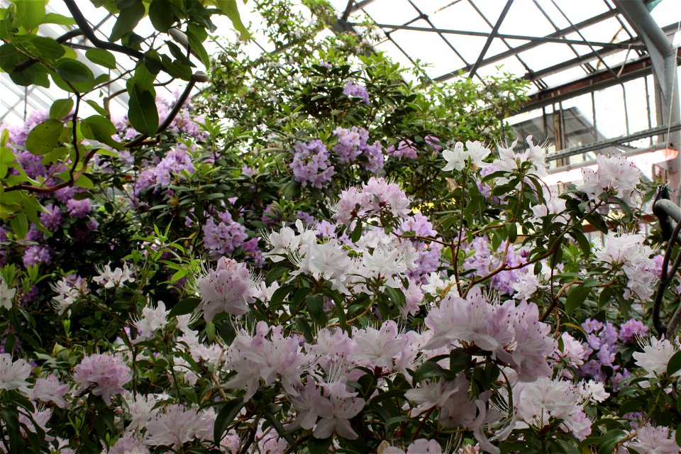 Flower Garden