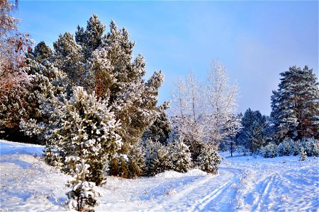 the pine forest was covered with fluffy snow photo