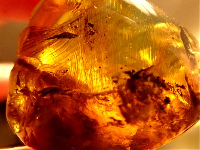 feathered Dinosaur in amber