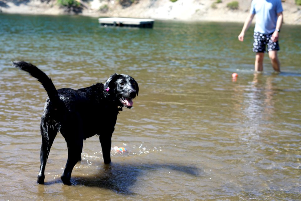 Coco in the Lake