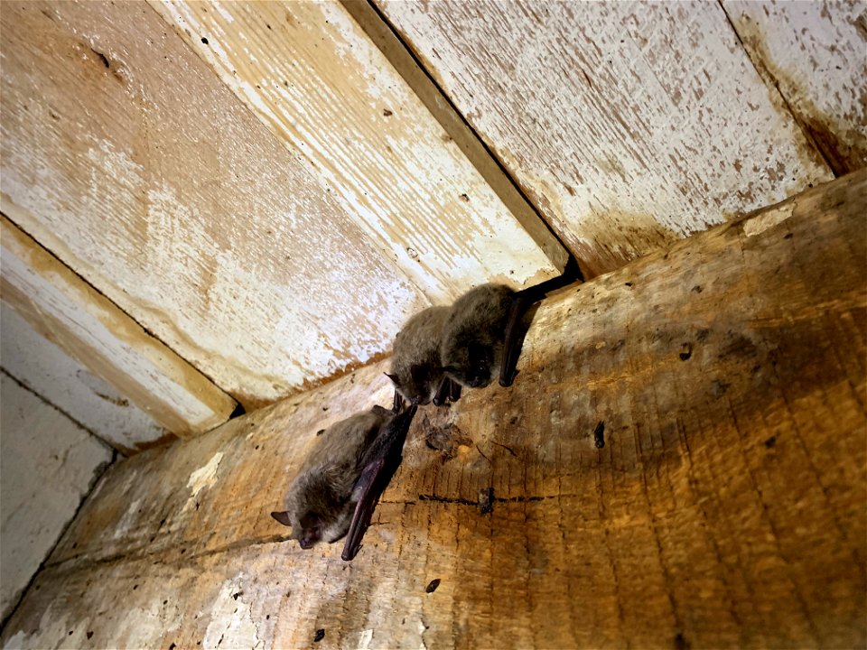 Big brown bats (Eptesicus fuscus) on rafter