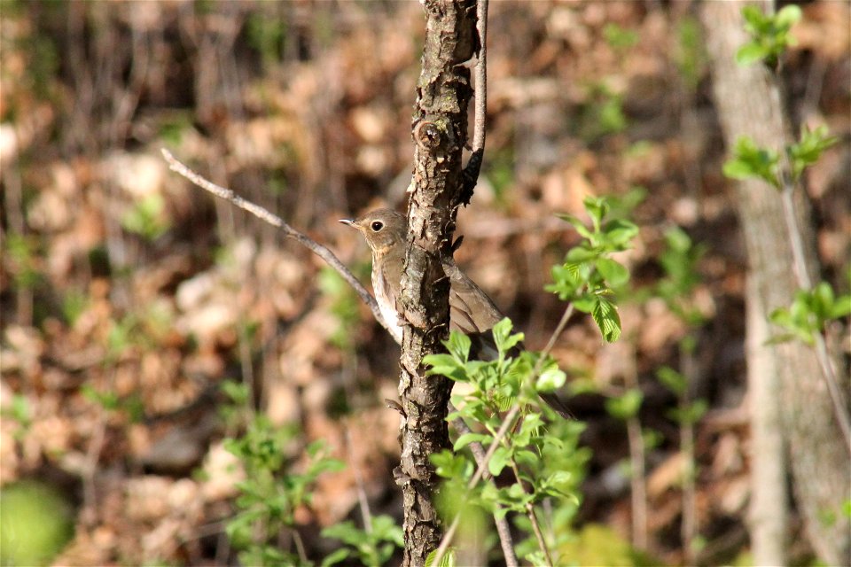 Wolsfeld Woods SNA