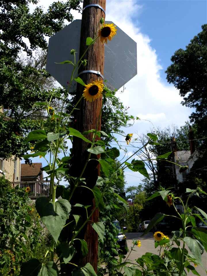 Sunflower_02