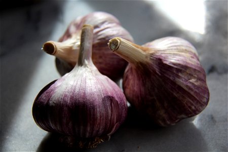 Organic Garlic Bulbs photo