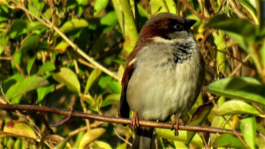 House Sparrow in Privet (1) - Suffolk, UK - Taken on February 11, 2021