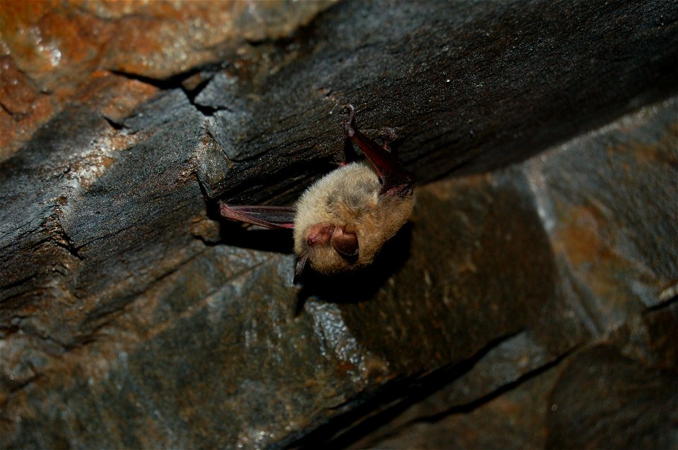 Tri-colored bat - Hibernation - by Jordi Segers