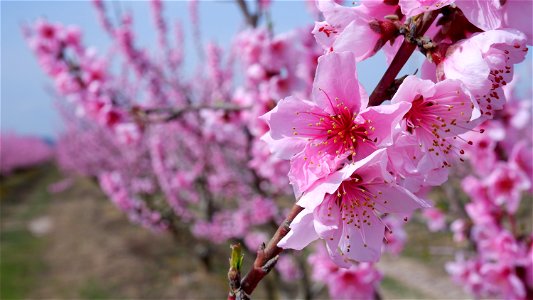 Peach blossom photo