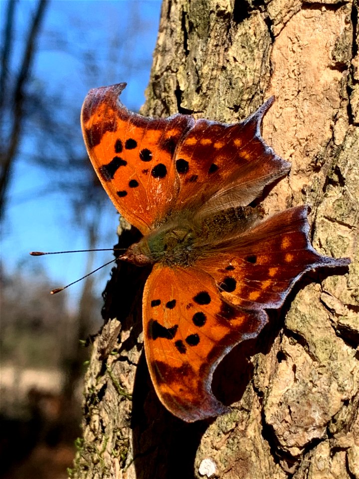 Question Mark (Polygonia interrogationis)
