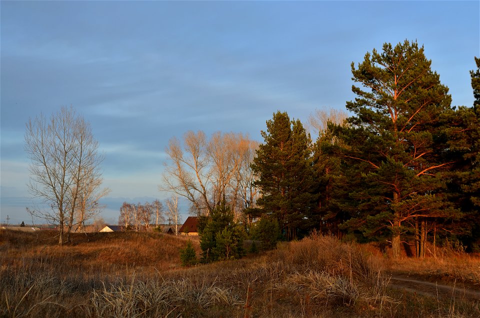 autumn forest photo